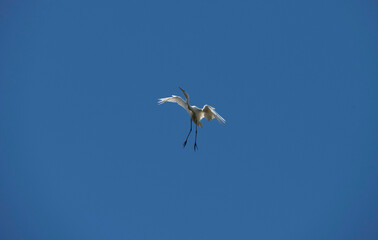 Egret (Ardea alba)