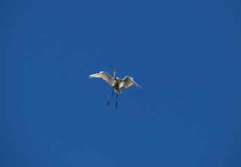 Egret (Ardea alba)