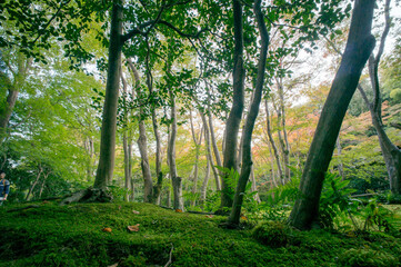 Beautiful garden with moss at Gio-ji Temple in Kyoto, Japan