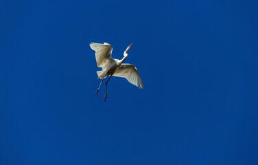 Egret (Ardea alba)