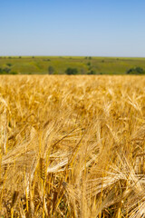 Sunny wheat field vertical photography, golden ripe wheat harvest season, skyline and blue sky