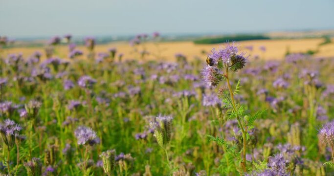 Phacelia tanacetifolia is a species of flowering plant in the borage family Boraginaceae, lacy phacelia, blue or purple tansy. A bee collects nectar from a flower. Nature landscape.