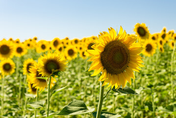 Fototapeta premium sunflower fields , yellow background 