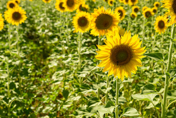 sunflower fields , yellow background 