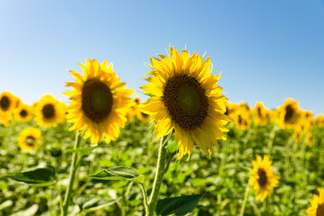 sunflower fields . copy space for text 