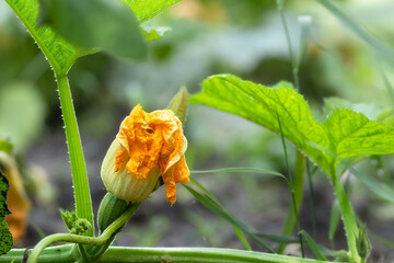 A small sprout of pumpkin with a blooming yellow flower.Growing pumpkins.Concept of agriculture and agriculture.