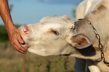 A young curious calf licks farmer hand,imitating the sucking of the mother cow udder. The farming of cattle.