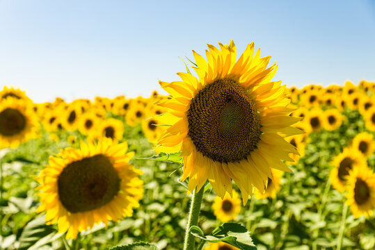 sunflower fields . copy space for text © ERDAL SEKER