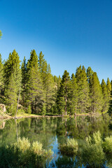 Forested Riverbank in California Sierra Nevada - 521098993