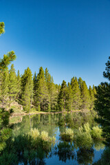 Calm Water Beside Forested Riverbank - 521098999