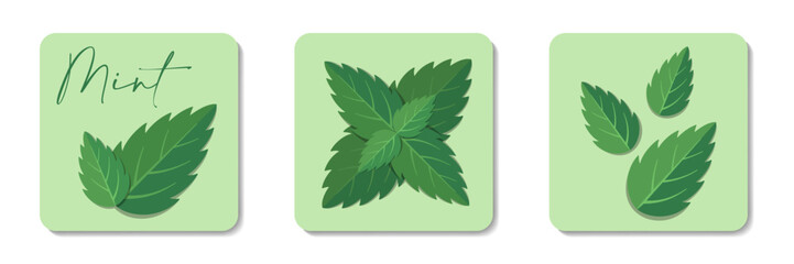 Mint leaves flat icons collection. Stylized flat vector elements with green lettering on pastel background. Best for web, print, menu decoration, logo creating and branding design.