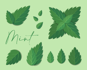Mint leaves flat illustration. Stylized collection of flat vector elements in green colors. Best for web, print, advertising, logo creating and branding design.