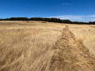 Path though the wheat