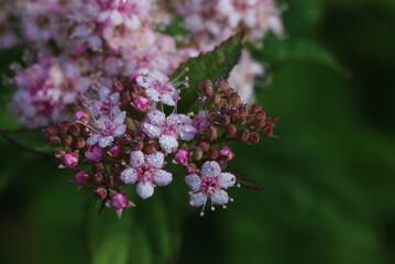 初夏に咲く花々