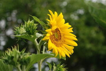 初夏に咲く花々