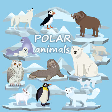 Polar animals on ice floes. Seal, walrus, penguin, musk ox,Atlantic puffin, polar bears, scribe, hare.