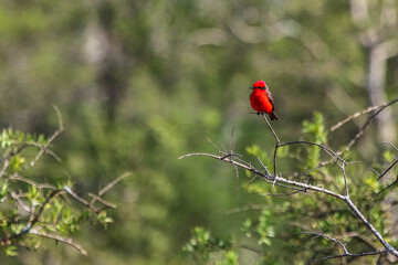 The scarlet flycatcher or austral vermilion