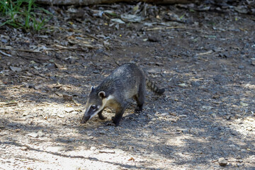 Nasua is a genus of coatis