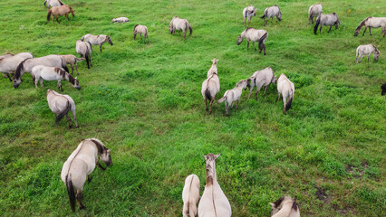 Obraz premium Aerial view of Tarpan horses in nature. Wild horses. Wildlife and nature background. Herd of wild horses Tarpan on the pasture.