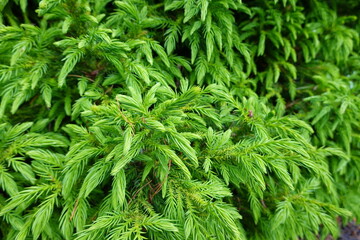 Koshyi is a very unusual dwarf variety of Cryptomeria (Japanese Cedar) that is perfectly suited for small sized landscapes, rock gardens, and also great for container patio gardening as well.