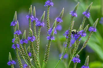 Bee on Verbena