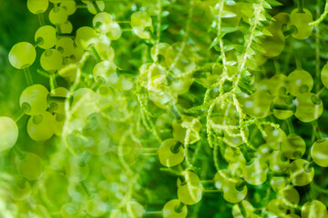 green leave in nature with chemical molecular structure biological science background