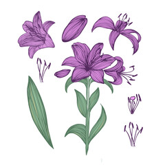 Lily flower elements. Vector illustration