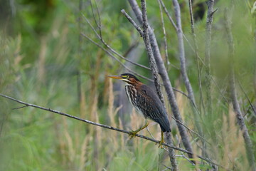 Green Heron bird perched in a tree along wetlands
