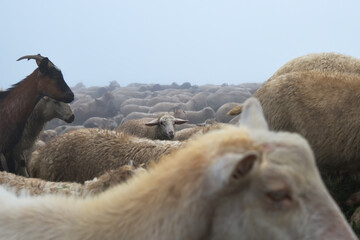 White sheep herd in Dagestan. Russia