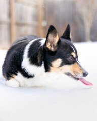 Close up of a tri-colored Pembroke Welsh Corgi laying outside licking and eating snow