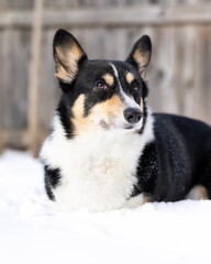 Tri-colored Pembroke Welsh Corgi laying alertly in the snow in a backyard. Long Island, New York