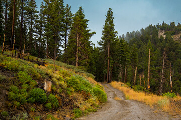 Obraz premium road in the forest