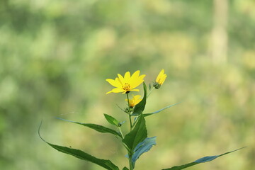 Yellow wild flower