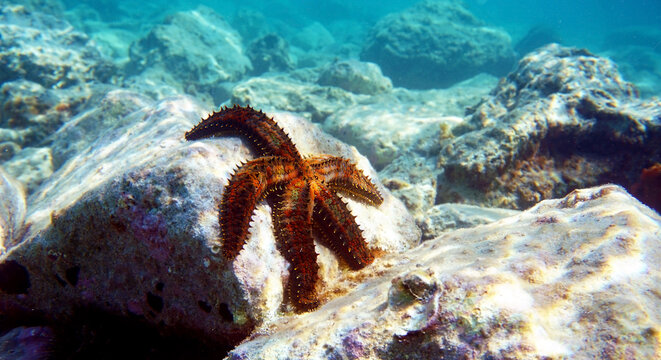 Blue spiny starfish - Coscinasterias tenuispina