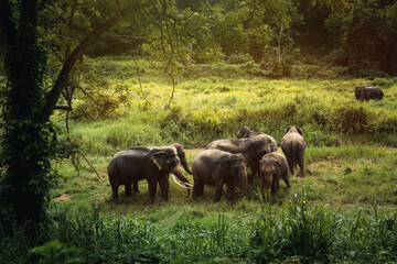 A large group of Asian wild elephants in the Thai Elephant Conservation Center, Lampang Province, Thailand.