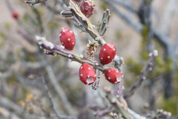 red berries in winter