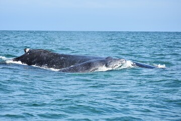 Fototapeta premium Beautiful mother and calf humbpack whale, in Tumbes | Peru. 