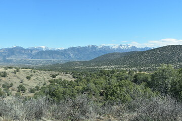 landscape with trees