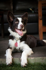 Filhote de cachorro da raça border collie deitado com a língua para fora.