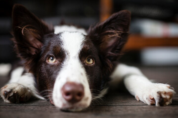 Filhote de cachorro da raça border collie deitado.