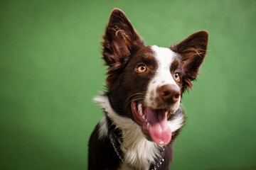 Filhote de cachorro da raça border collie sentado com a língua para fora, num fundo verde.