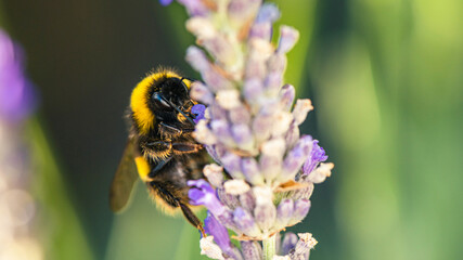 Buff-tailed Bumblebee, Bombus terrestris on lavender flowers