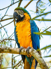 blue-and-yellow macaw in pantanal brazil