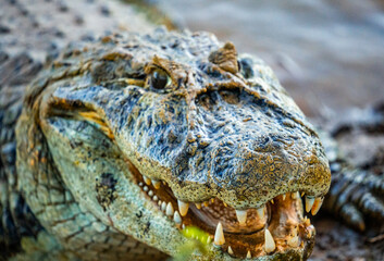 alligator in nature in pantanal brazil