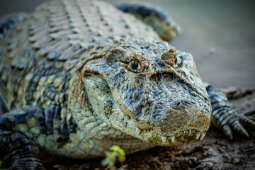 alligator in nature in pantanal brazil