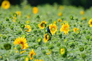 Colorful scene of an blue indigo bunting bird perched in a field of sunflowers