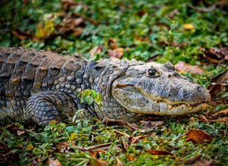 alligator in nature in pantanal brazil