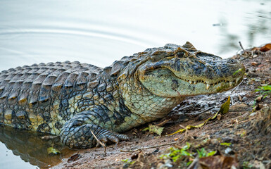alligator in nature in pantanal brazil