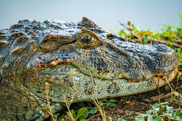 alligator in nature in pantanal brazil