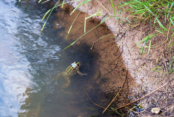 Frog Rana ridibunda (pelophylax ridibundus) sits in pond on water. Close up of small lake frog swimming in natural habitat. One big green Marsh Frog resting on the shore of the lake in freshwater.